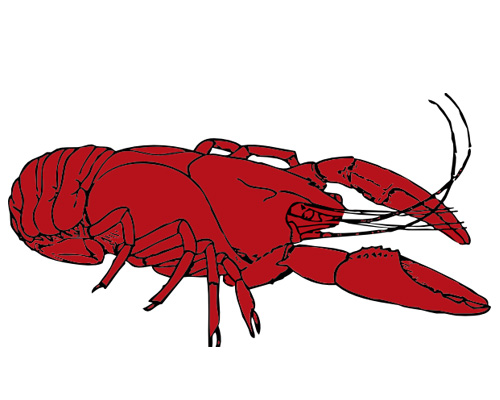 Раки по английски - crayfish