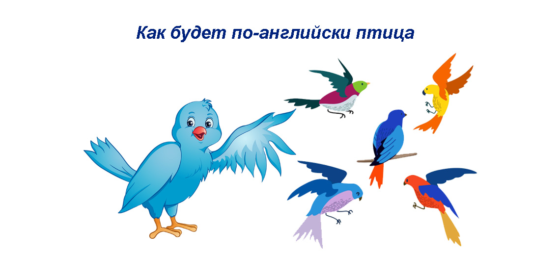 Перевести птиц на английский. Птица по английски. Примеры с птичками. Как будут на английском языке птица. Картинки по английскому птица.