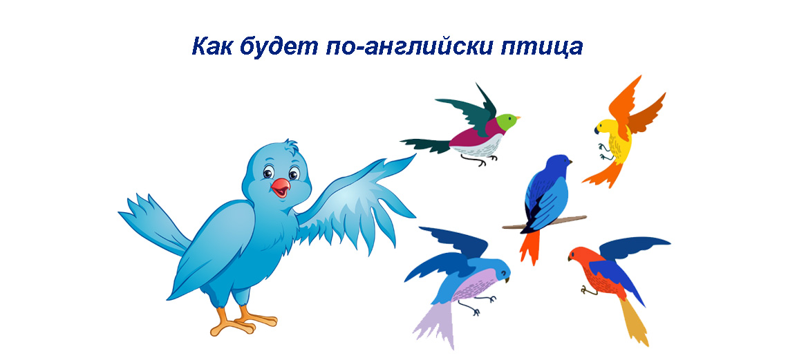 Птица перевод. Как на английском будет птица. Как птичка по английски. Птичий переводчик. Презентация мир птиц английский.