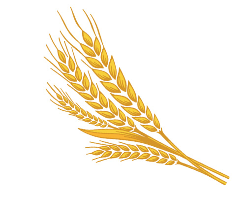Колос пшеницы по-английски - an ear of wheat